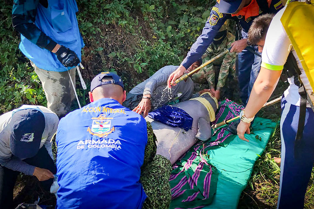 Dua lumba-lumba sungai merah muda (pink), induk dan anaknya, diselamatkan dari sungai Kolombia, tempat mamalia yang terancam punah itu terperangkap di perairan dangkal.