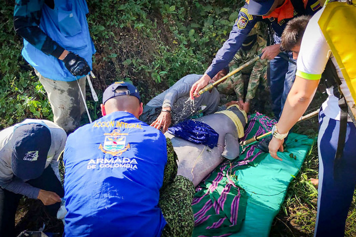 Dua lumba-lumba sungai merah muda (pink), induk dan anaknya, diselamatkan dari sungai Kolombia, tempat mamalia yang terancam punah itu terperangkap di perairan dangkal.