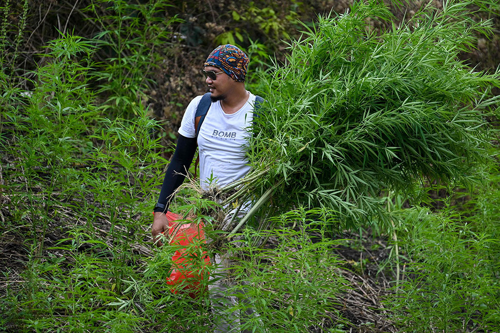 Untuk menuju ke ladang ganja tersebut, katanya, memakan waktu tiga jam pulang pergi. Jalur yang dilalui terjal, licin, dan harus menyeberangi sungai. Lokasi ladang berada di Gampong Meure Baroh, Kecamatan Indrapuri, Kabupaten Aceh Besar.
