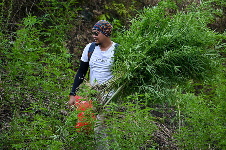 Untuk menuju ke ladang ganja tersebut, katanya, memakan waktu tiga jam pulang pergi. Jalur yang dilalui terjal, licin, dan harus menyeberangi sungai. Lokasi ladang berada di Gampong Meure Baroh, Kecamatan Indrapuri, Kabupaten Aceh Besar.