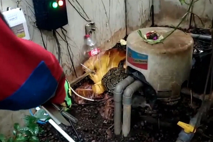 Ular pertama kali ditemukan oleh tukang kebun yang hendak membersihkan pekarangan belakang rumah, dan langsung melaporkannya ke petugas damkar. Petugas pemadam kebakaran yang mendapat laporan langsung mendatangi lokasi dan melakukan penyisiran.
