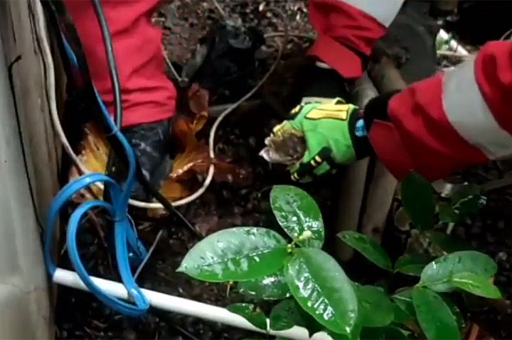 Petugas pemadam kebakaran berhasil mengevakuasi seekor ular sanca sepanjang 2,5 meter di pekarangan rumah warga di Kelapa Dua Wetan, Ciracas, Jakarta Timur, Sabtu, 25 Februari 2023. 