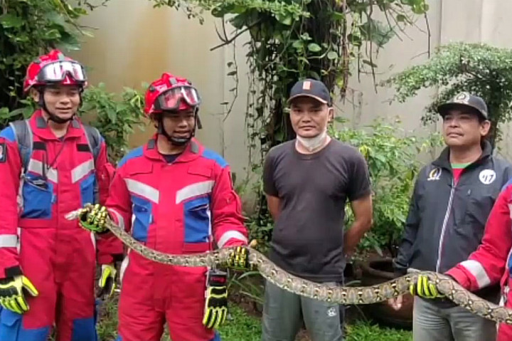 Setelah berhasil dievakuasi, ular tersebut langsung dibawa ke pos pemadam kebakaran untuk nantinya diserahkan kepada pecinta reptil.