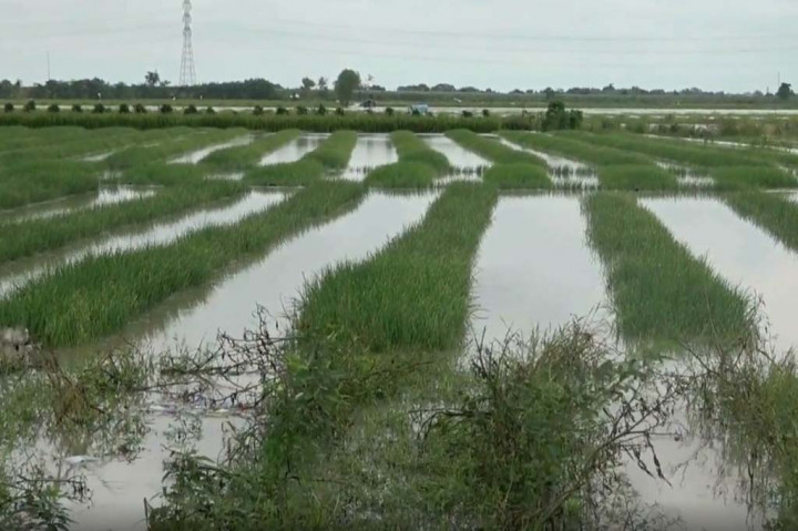 Selain ribuan rumah warga, banjir juga merendam ratusan hektar sawah yang saat ini sebagian besar ditanami bawang merah. Dipastikan para petani mengalami kerugian yang tidak sedikit.