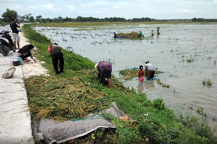 Sungai Bengawan Solo di Kabupaten Bojonegoro, Jawa timur, kembali meluap dan merendam ratusan hektar lahan pertanian. Akibatnya, sebagian petani terpaksa melakukan panen dini untuk meminimalisir kerugian lebih besar.