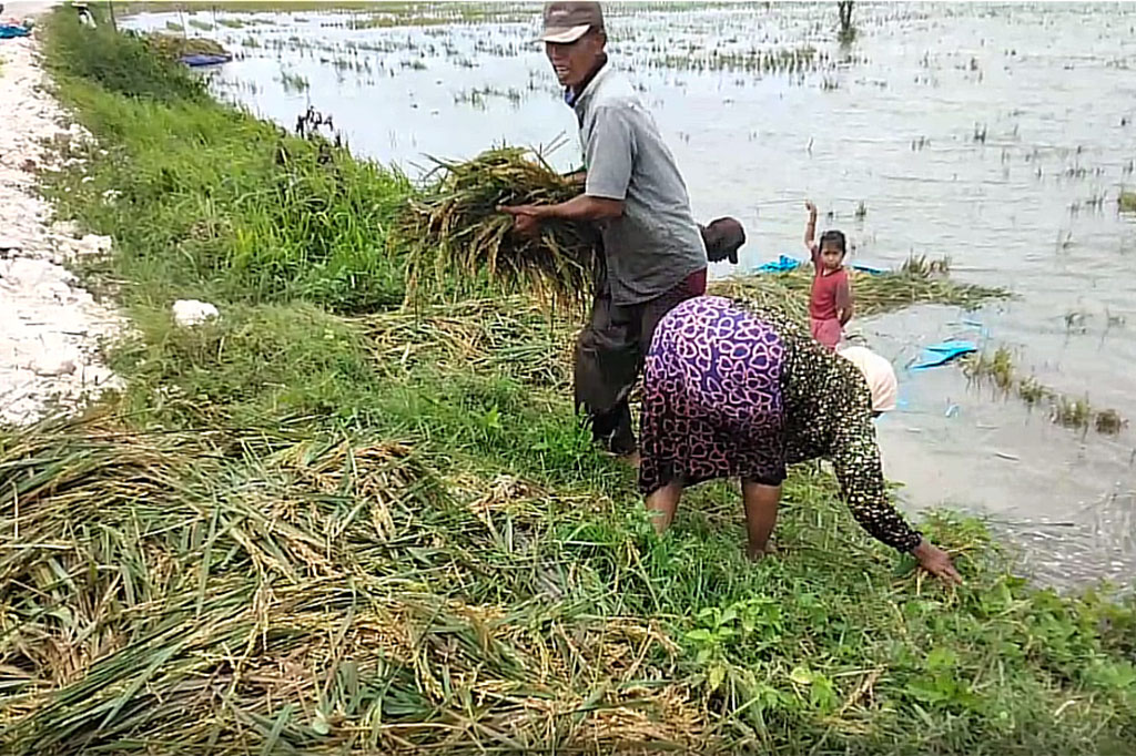 Panen paksa ini seperti yang dilakukan petani di Kecamatan Kanor dan Baureno, Bojonegoro. Panen dini terpaksa dilakukan karena padinya terendam luapan Sungai Ingas yang merupakan anak Sungai Bengawan Solo.