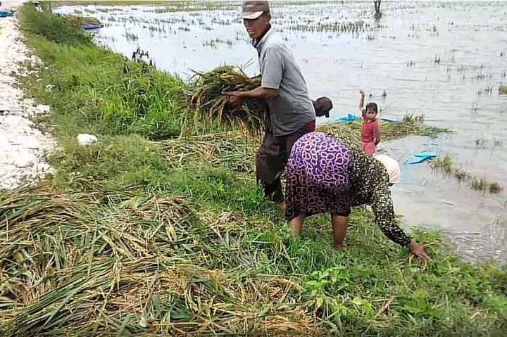 Panen paksa ini seperti yang dilakukan petani di Kecamatan Kanor dan Baureno, Bojonegoro. Panen dini terpaksa dilakukan karena padinya terendam luapan Sungai Ingas yang merupakan anak Sungai Bengawan Solo.