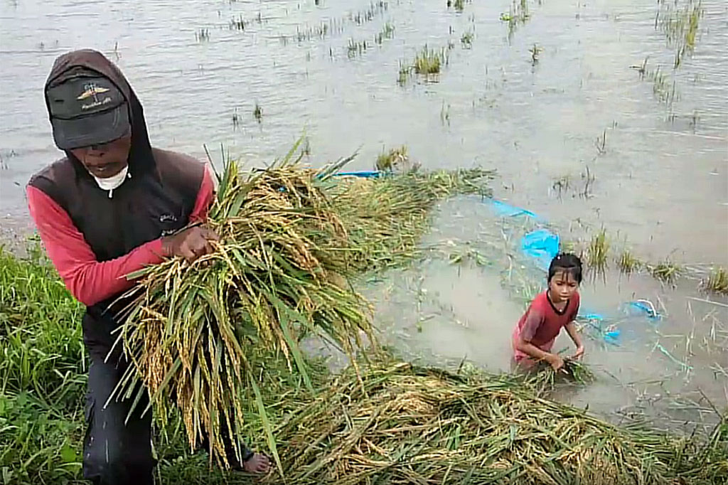 Rata-rata tanaman padi yang terendam banjir ini berusia antara 70 sampai 80 hari, atau menjelang masa panen. Tanaman padi yang terendam air terlalu lama bisa membuat kualitas dan harga jual gabah anjlok. Kondisi tersebut cukup mengancam para petani mengalami kerugian besar karena gagal panen atau puso.