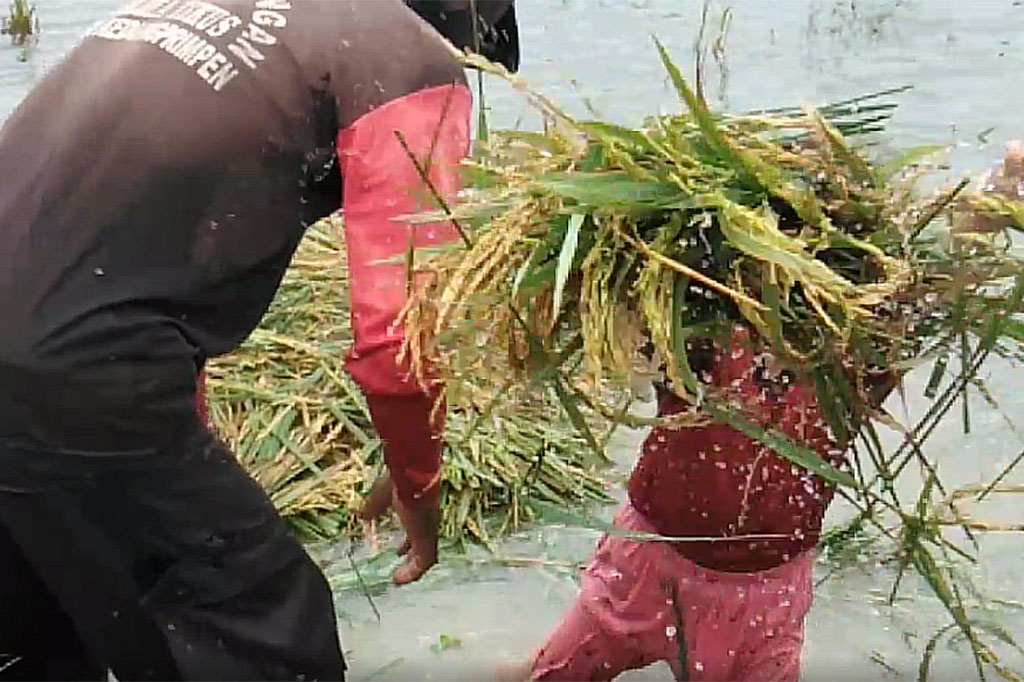 Guna menyiasati ancaman tersebut tak sedikit para petani terpaksa harus memetik tanaman padinya lebih awal. Menurut petani meski sebagian tanaman belum tiba masanya, namun mereka tidak mempunyai pilihan lain kecuali panen dini. Hal ini sebagai upaya untuk menghindari kerugian yang lebih besar.