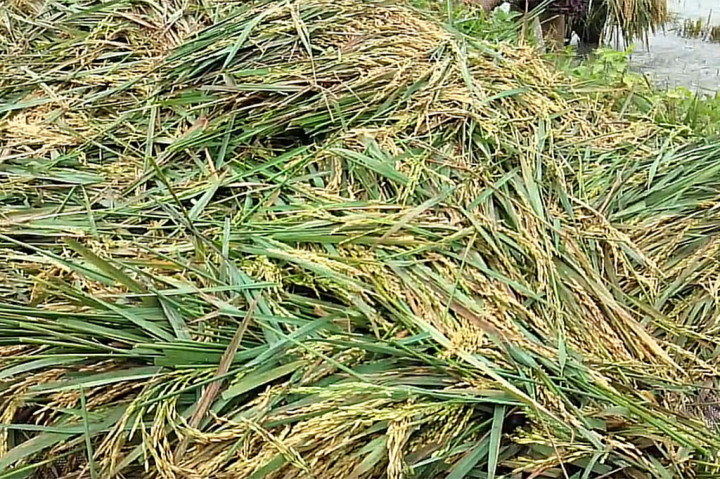 Imbasnya hasil panen para petani yang melakukan panen paksa ini menurun drastis. Jika pada kondisi normal, sepetak lahan dengan luas 200 meter persegi pada musim panen sebelumnya mampu menghasilkan sedikitnya 32 karung gabah, kini hanya 20 karung gabah saja.