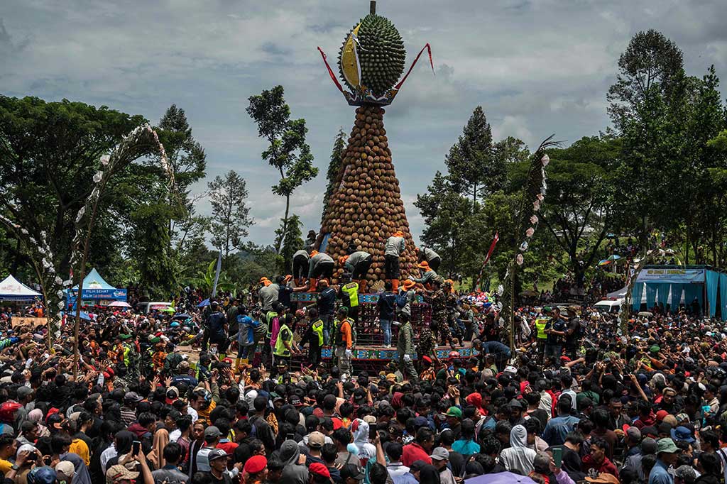 Setelah diarak, seluruh gunungan durian itu kemudian diperebutkan warga. Beberapa dari mereka ada yang jatuh, terhimpit akibat warga berdesak-desakan berebut durian gratis.