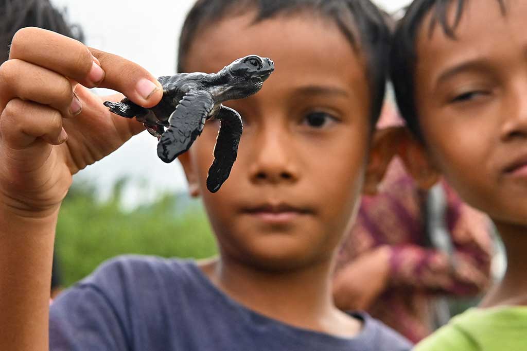 Pangkalan Pengawasan Sumber Daya Kelautan Perikanan (PSDKP) Lampulo, Aceh, melepasliarkan puluhan tukik atau anak penyu jenis hijau. Kegiatan tersebut sebagai upaya melestarikan satwa laut dilindungi tersebut di pantai di Kabupaten Aceh Besar.