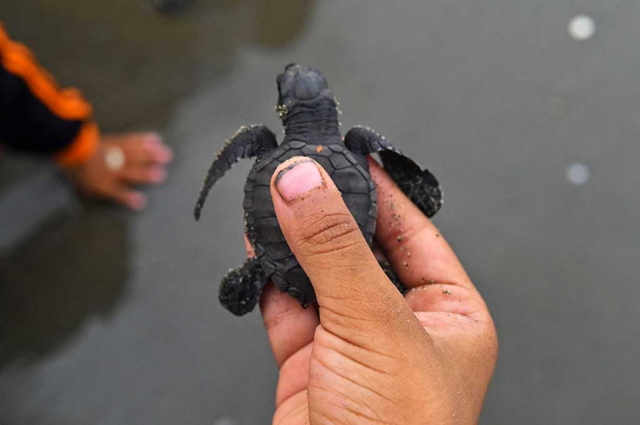 Kepala Pangkalan PSDKP Lampulo, Akhmadon, mengatakan ada 79 ekor tukik yang dilepaskannya. Tukik tersebut merupakan hasil penangkaran Pangkalan PSDKP Lampulo yang berasal dari telur sitaan polisi khusus Pengawas Pengelolaan Wilayah Pesisir dengan Kewenangan Kepolisian Khusus (PWP3K).