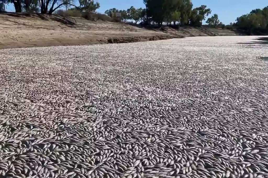 Gambar dari video yang diambil pada 17 Maret 2023 milik Graeme McCrabb menunjukkan jutaan ikan mati menyumbat sungai dekat Kota Menindee di New South Wales. 