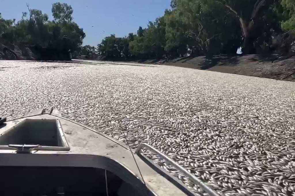 Tingkat oksigen yang rendah di sungai terpanjang kedua di Australia menjadi penyebab kematian massal ikan di bagian terpencil negara bagian New South Wales.