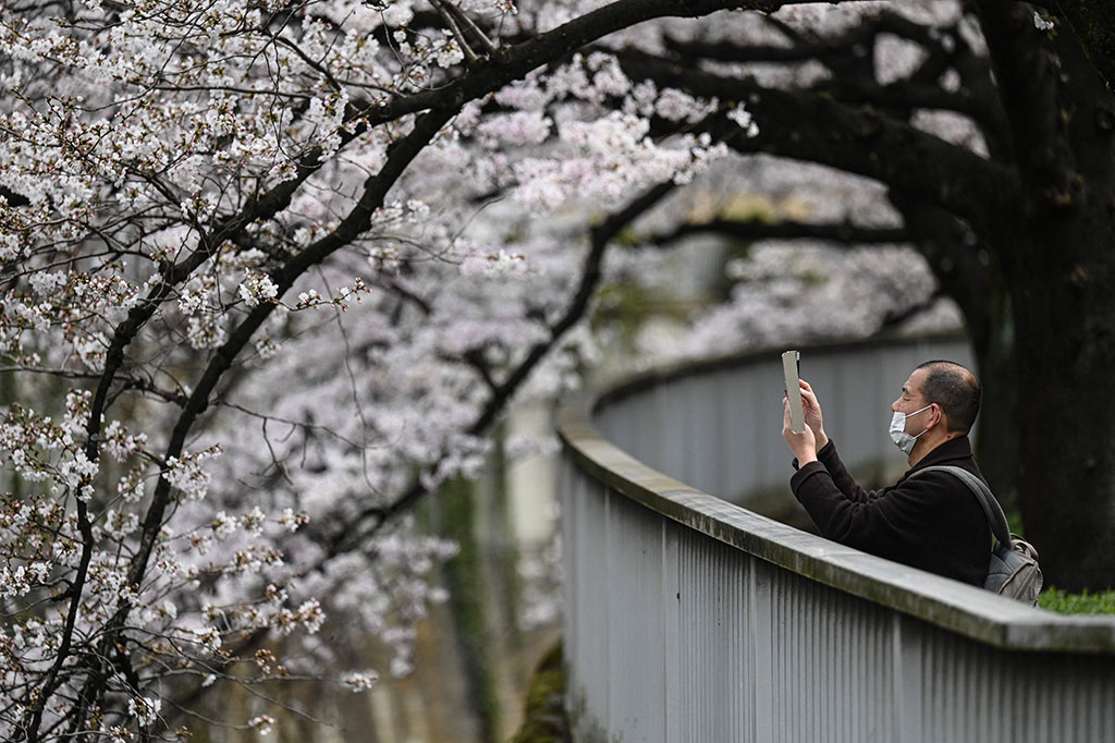 Musim sakura atau bunga sakura di Jepang sangat dinanti-nantikan oleh penduduk lokal dan pengunjung, dan pengumuman dimulainya musim di Tokyo disiagakan oleh kantor berita besar dan diliput langsung di televisi.