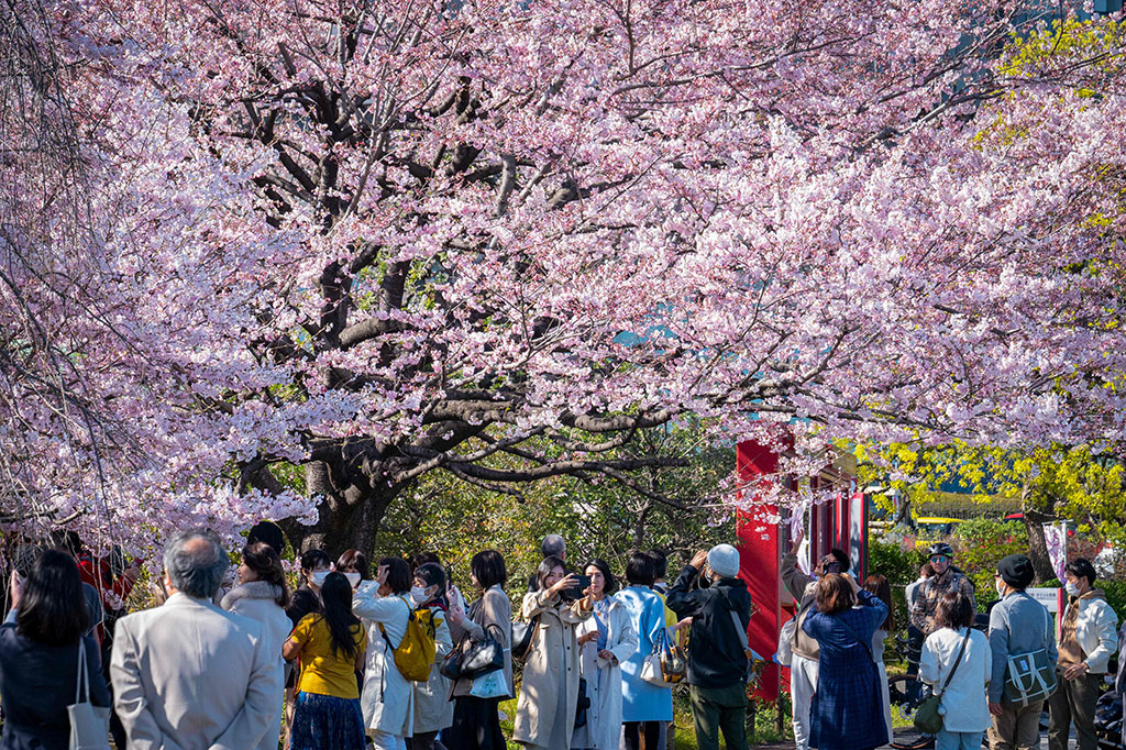 Mekar secara tradisional dirayakan dengan hanami, atau pesta menonton, dengan piknik -- dan terkadang perayaan mabuk-mabukan -- yang diselenggarakan di bawah pohon.