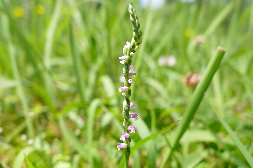 Penemuan jenis baru spiranthes, kadang-kadang dikenal sebagai 'wanita rambut', diumumkan minggu lalu di Journal of Plant Research. Bunga itu diberi nama hachijoensis karena banyak sampel ditemukan di Pulau Hachijojima, Tokyo. 