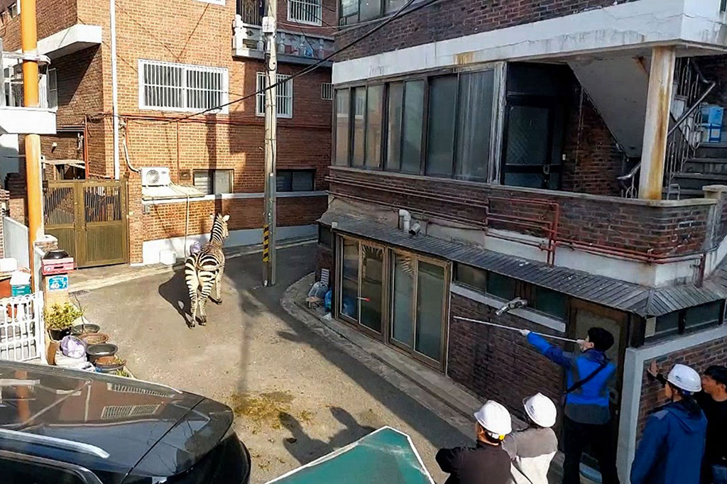 Dia tidak mau kembali ke kandangnya dan berkelahi dengan kanguru. Pengasuhnya mulai memberinya makanan ringan dan buah-buahan khusus untuk mencoba dan menghentikannya dari tersesat, namun gagal.