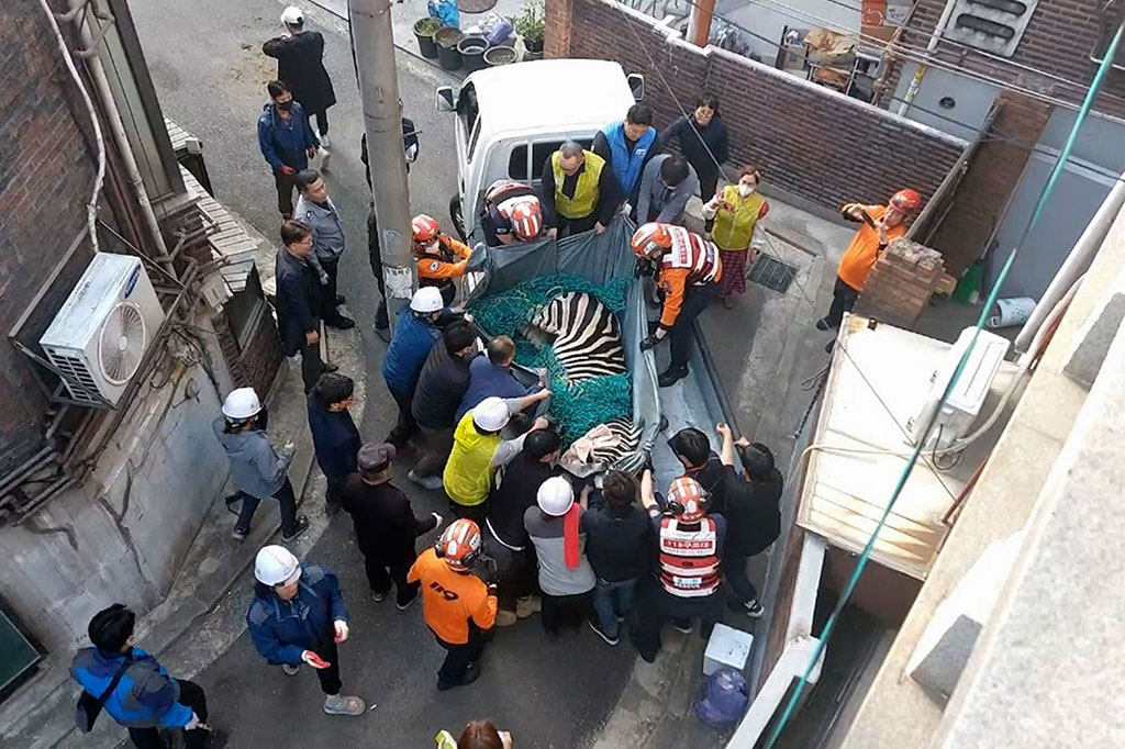 Seekor zebra yang melarikan diri dari kandangnya dan berkeliaran dengan bebas selama berjam-jam di ibukota Korea Selatan, Seoul, akhirnya berhasil ditangkap dengan selamat dan dikembalikan ke kebun binatang.