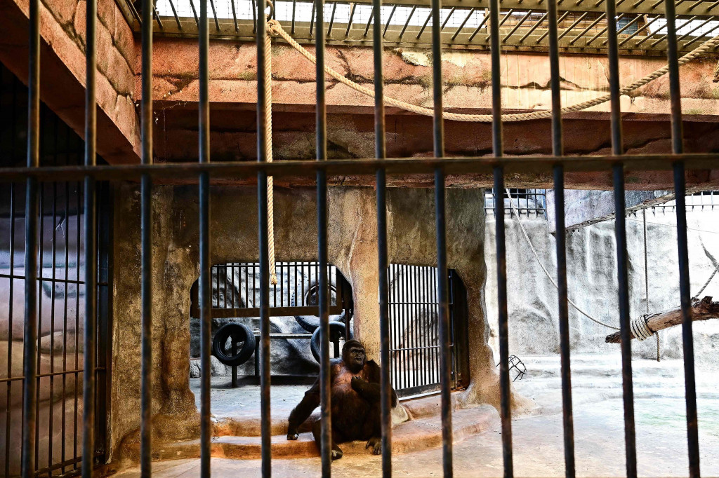 Namun keluarga pemilik Bua Noi -- yang namanya diterjemahkan sebagai teratai kecil -- telah menolak tekanan publik dan pemerintah untuk melepaskan hewan yang terancam punah itu.