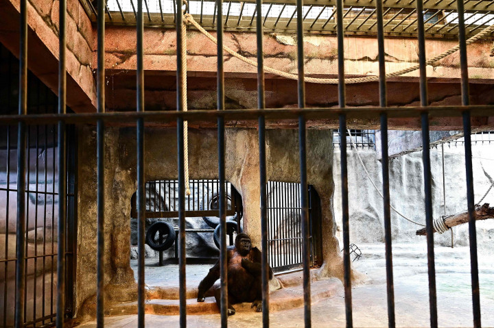 Namun keluarga pemilik Bua Noi -- yang namanya diterjemahkan sebagai teratai kecil -- telah menolak tekanan publik dan pemerintah untuk melepaskan hewan yang terancam punah itu.