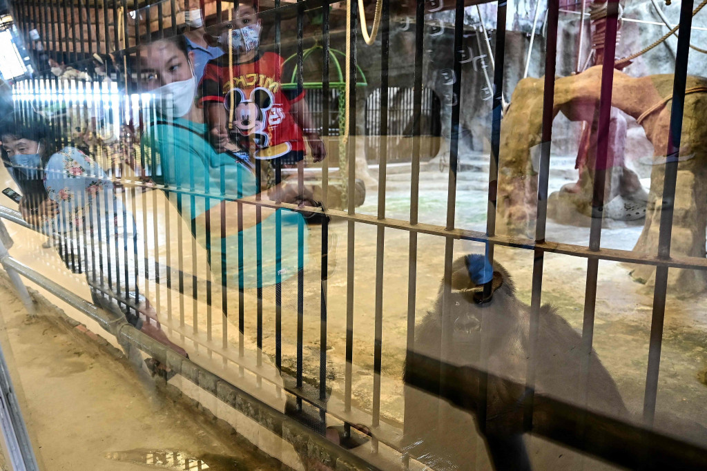 Pihak berwenang telah mengeluarkan undang-undang lingkungan baru, sebagian besar ditujukan untuk mencegah penyalahgunaan hewan asli, namun undang-undang ini tidak harus mencakup kebun binatang milik pribadi seperti Pata - atau makhluk non-pribumi seperti Bua Noi.