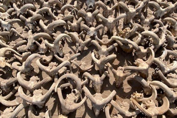 Sameh Iskandar, kepala misi Amerika, mengatakan kepala domba jantan itu adalah persembahan yang menunjukkan pemujaan terhadap Ramses II yang dirayakan 1.000 tahun setelah kematiannya. Ramses II memerintah Mesir selama hampir tujuh dekade, dari 1304 hingga 1237 SM.