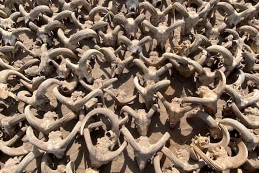 Para arkeolog di Mesir telah menemukan lebih dari 2.000 mumi kepala domba jantan yang ditinggalkan sebagai persembahan di kuil firaun Ramses II.