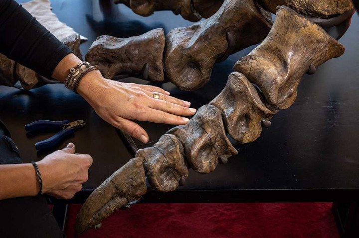 Yolanda Schicker-Siber dengan hati-hati mengencangkan tulang cakar runcing dengan kawat logam tipis, memberikan sentuhan akhir pada kerangka raksasa Tyrannosaurus-Rex sebelum acara lelang langka di Swiss bulan depan. Lelang ini merupakan penjualan pertama di Eropa.