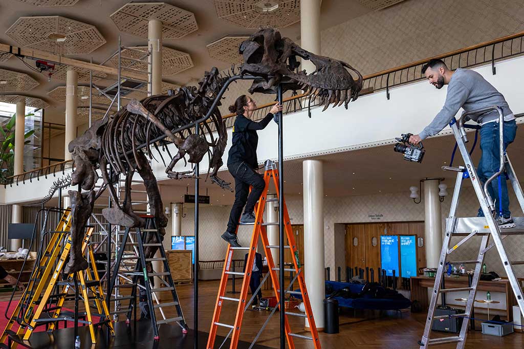 Kurator Museum Dinosaurus Aathal, Selasa, 28 Maret 2023, membantu menyelesaikan konstruksi terbesar di dunia dengan merakit kembali T-Rex berusia 67 juta tahun yang dijuluki Trinity. Trinity dikirim ke Zurich dari Arizona di Amerika Serikat dalam sembilan peti raksasa.