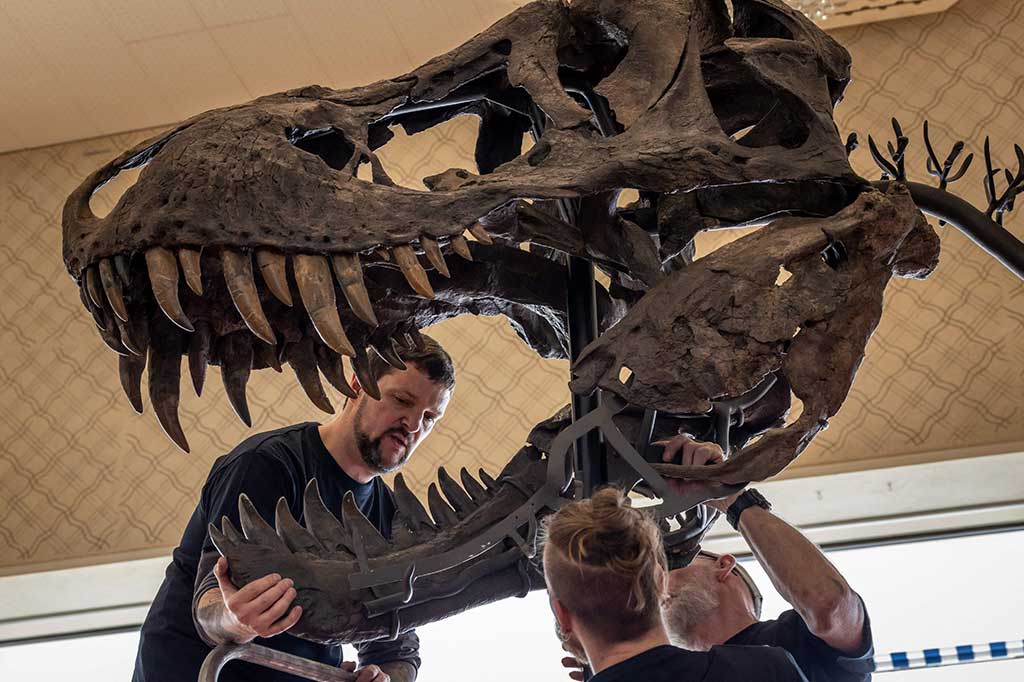 Rumah lelang Koller memperkirakan T-Rex tersebut akan terjual antara enam hingga delapan juta franc Swiss (USD6,5-8,7 juta). Tapi Christian Link, yang bertanggung jawab atas memorabilia sejarah alam di Koller, mengatakan dia yakin harga itu adalah perkiraan yang cukup rendah.