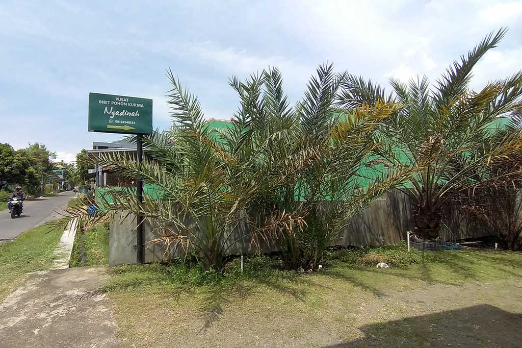 Suparyoto juga mencoba melakukan penyilangan kurma Thailand dan Mesir (Barhe). Proses penyilahan yang ia lakukan berjalan dengan baik. Pertumbuhan pohon hasil penyilangan tumbuh subur. Kurma hasil penyilangan inilah yang ia beri nama Kurma Ngadinah.