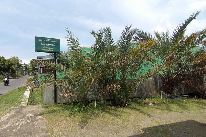 Suparyoto juga mencoba melakukan penyilangan kurma Thailand dan Mesir (Barhe). Proses penyilahan yang ia lakukan berjalan dengan baik. Pertumbuhan pohon hasil penyilangan tumbuh subur. Kurma hasil penyilangan inilah yang ia beri nama Kurma Ngadinah.