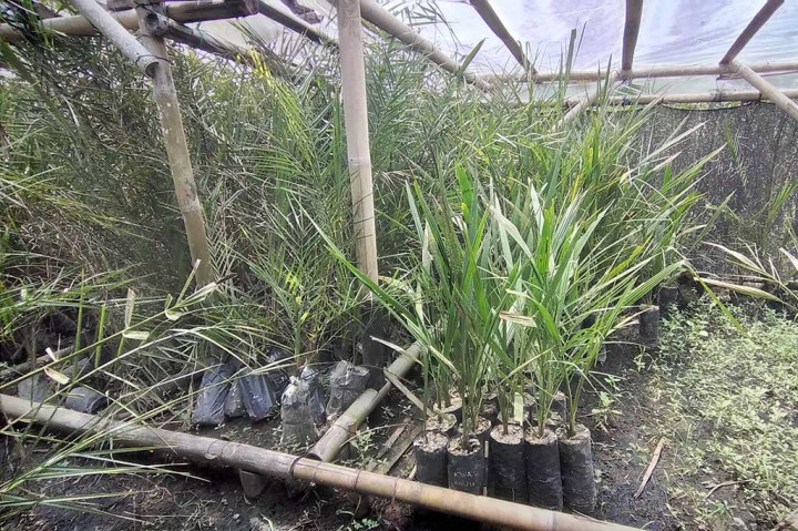 Selain itu ada juga kurma Ajwa atau kurma Nabi. Buah kurma jenis ini harus menunggu matang untuk bisa manis buahnya.