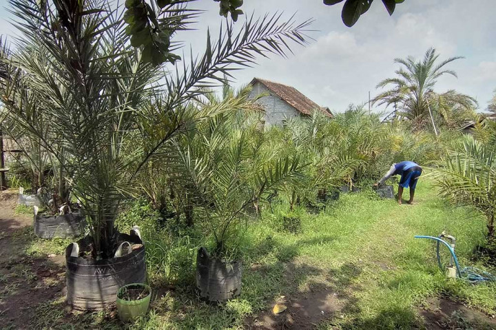 Ia juga memiliki pohon kurma yang biasa tumbuh di Thailand dan California, Amerika Serikat. Jenis kurma ini induknya dari pohon kurma Barhe.