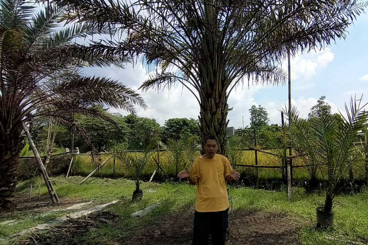 Ngadinah merupakan nama ibu Suparyoto. Ibu Ngadinah kini berusia 100 tahun. Suparyoto memakai tanah warisan orang tuanya untuk melakukan penyilangan pohon kurma itu.