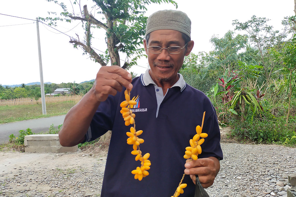Selain sekedar melihat-lihat, ada juga yang meminta buah kurma muda itu untuk dibawa pulang. Kamilin memberinya dengan sukarela, meski ia menyebut buah kurma itu sebenarnya belum cocok untuk dikonsumsi. 