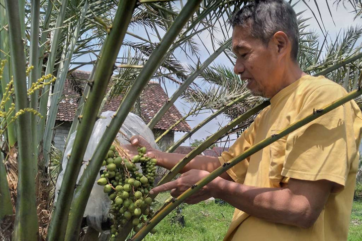 Suparyoto, warga Dusun Gamelan, Desa Sendangtirto, Kecamatan Berbah, Kabupaten Sleman, Daerah Istimewa Yogyakarta (DIY) membudidayakan berbagai jenis tanaman kurma. Dia awalnya menanam 10 jenis kurma.