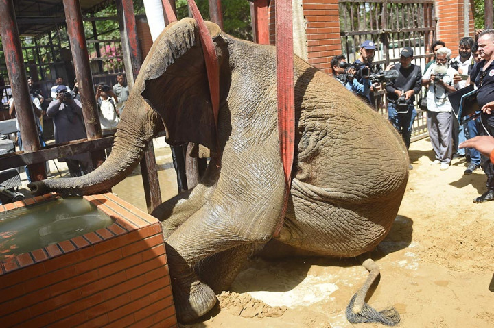 Sebuah derek besar dikerahkan pada hari Rabu untuk mengangkat pachyderm seberat 3,5 ton setelah dia ditenangkan.