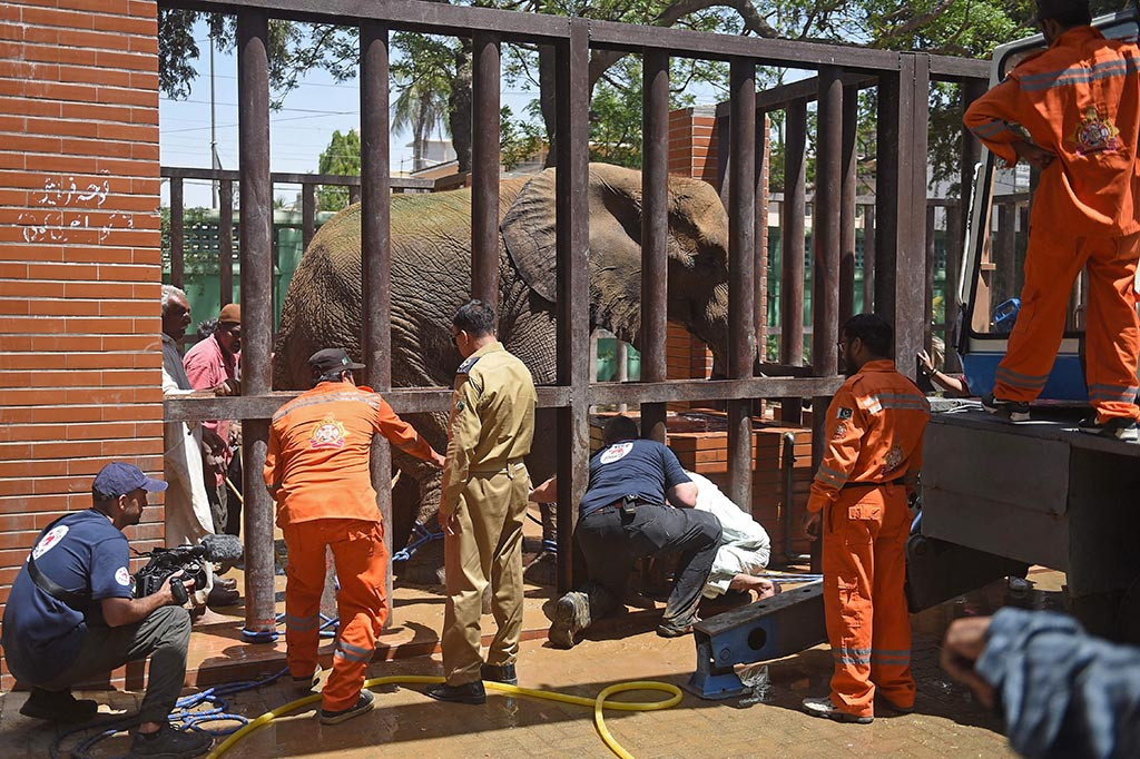 Sebuah tim dokter hewan dan pakar satwa liar dari Four Paws International turun tangan setelah gambar gajah Afrika yang sakit itu dibagikan di media sosial.