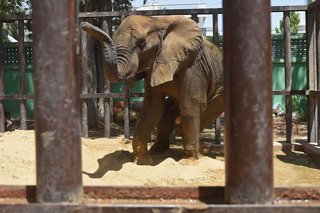 Dokter hewan internasional hampir kehilangan seekor gajah berusia 17 tahun di Pakistan pada hari Rabu, 5 April 2023, setelah melumpuhkannya untuk melakukan tes diagnostik. Tetapi mereka sekarang berharap untuk menangani berbagai masalah yang membuatnya lumpuh selama berbulan-bulan.