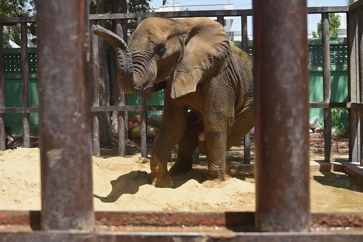 Dokter hewan internasional hampir kehilangan seekor gajah berusia 17 tahun di Pakistan pada hari Rabu, 5 April 2023, setelah melumpuhkannya untuk melakukan tes diagnostik. Tetapi mereka sekarang berharap untuk menangani berbagai masalah yang membuatnya lumpuh selama berbulan-bulan.
