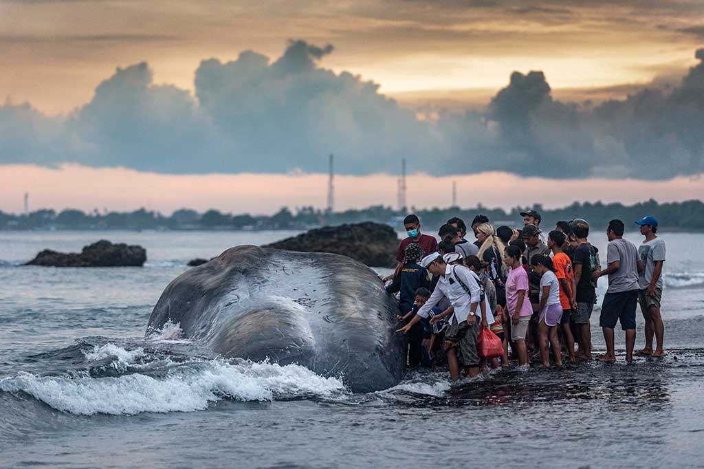Warga melihat bangkai paus sperma (Physeter macrocephalus) yang mati terdampar di Pantai Yeh Malet, Karangasem, Bali, Rabu, 5 April 2023. 