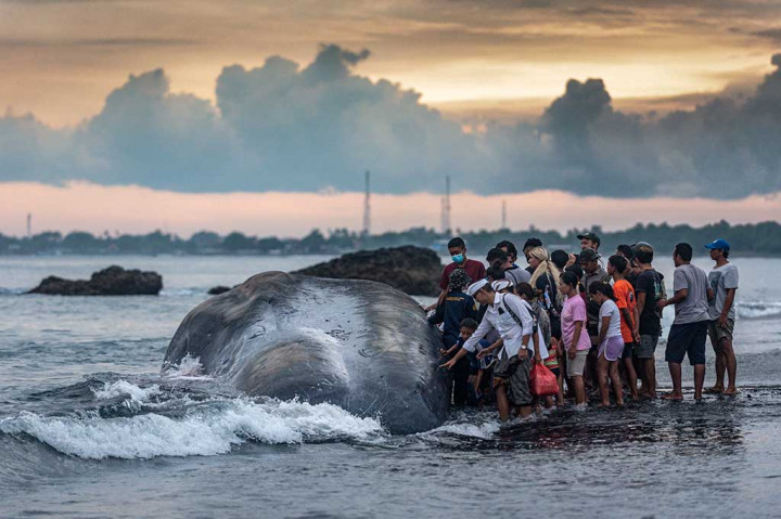 Warga melihat bangkai paus sperma (Physeter macrocephalus) yang mati terdampar di Pantai Yeh Malet, Karangasem, Bali, Rabu, 5 April 2023. 