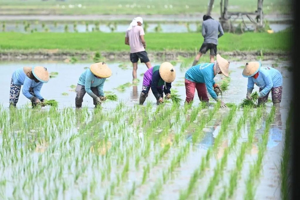 Menurut Presiden, penguatan stok Cadangan Beras Pemerintah (CBP) yang dikelola Bulog melalui importasi beras untuk mengantisipasi persaingan mendapatkan beras dengan negara lain ketika El Nino terjadi.