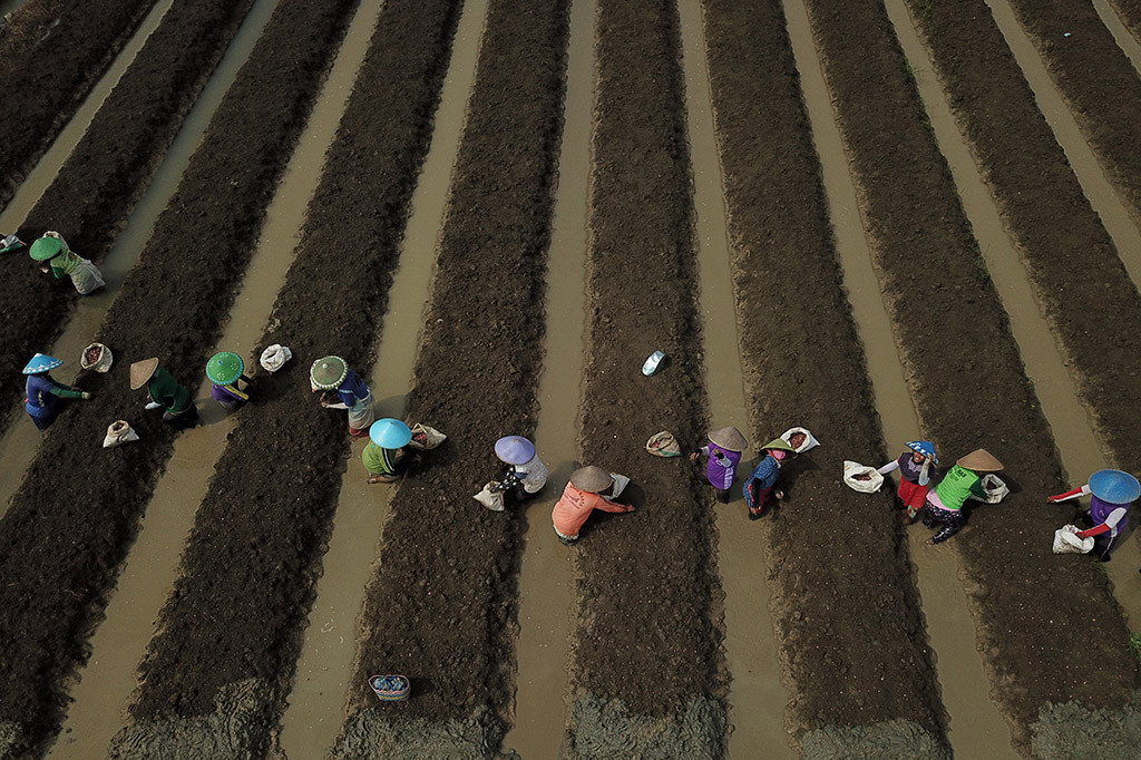 Kabupaten Brebes dikenal sebagai sentra nasional bawang merah terbesar di Indonesia, dengan potensi unggulannya dalam produksi bawang merah.
