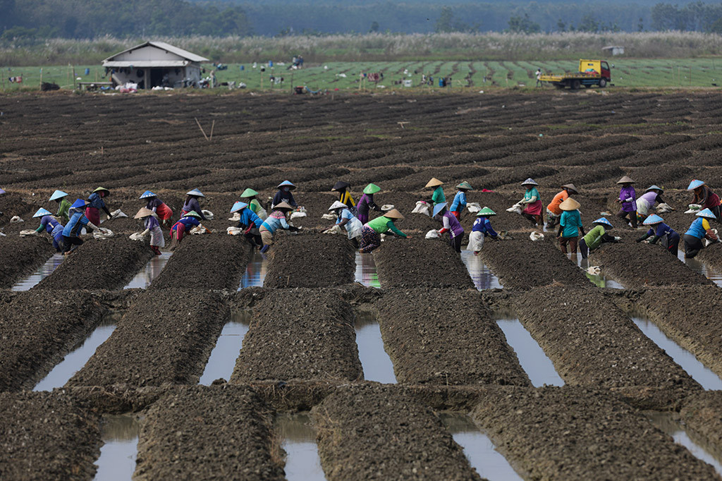 Puluhan petani siap menanam bawang merah di lahan garapan di Kabupaten Brebes, Jawa Tengah pada Kamis, 6 April 2023. 