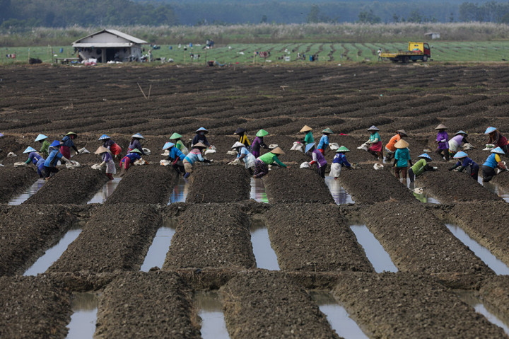 Puluhan petani siap menanam bawang merah di lahan garapan di Kabupaten Brebes, Jawa Tengah pada Kamis, 6 April 2023. 