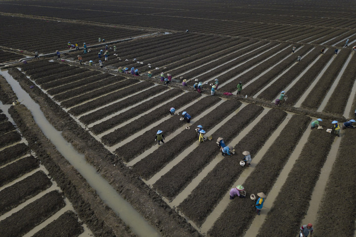 Dalam mendukung stabilitas harga dan pasokan bawang merah secara nasional, Pemerintah Kabupaten Brebes telah menghasilkan lebih dari 15.000 ton bawang merah pada bulan Maret 2023.